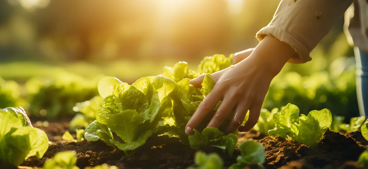 ISO 22000 – Complete Guide to the Food Safety Management System